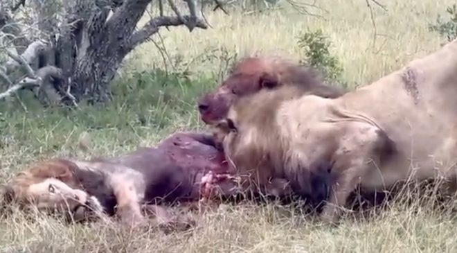 Afrika’da aslanlar düşman aslanı parçaladı: Ormanın kralını canlı canlı yediler