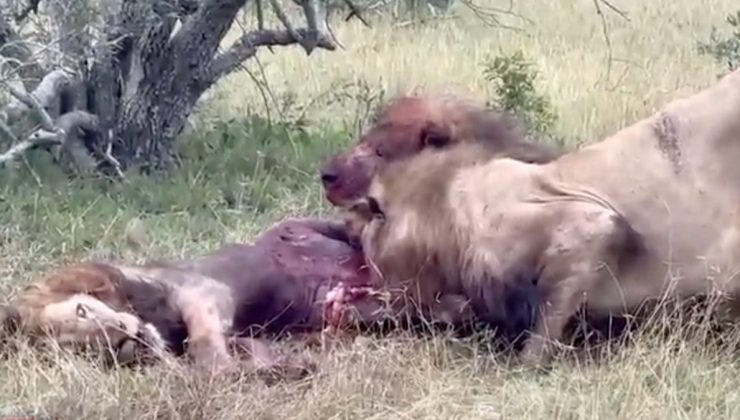 Afrika’da aslanlar düşman aslanı parçaladı: Ormanın kralını canlı canlı yediler