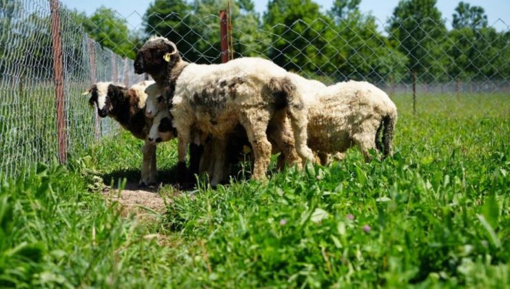 Samsun’da yapay mera projesi: Hedef kuzu etinin fiyatını düşürmek