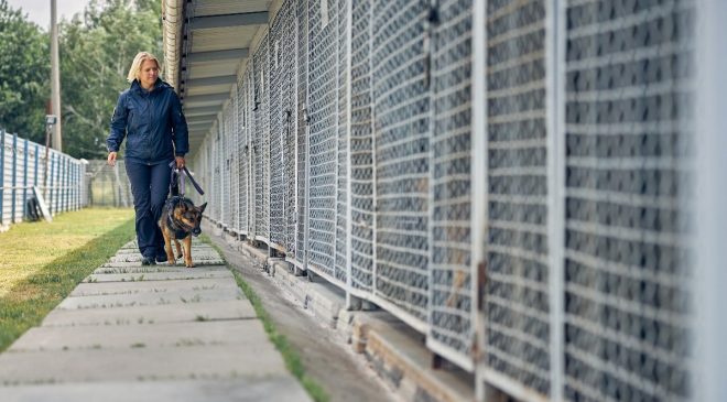 Almanya’yı sokak köpeklerinden kurtaran sistem