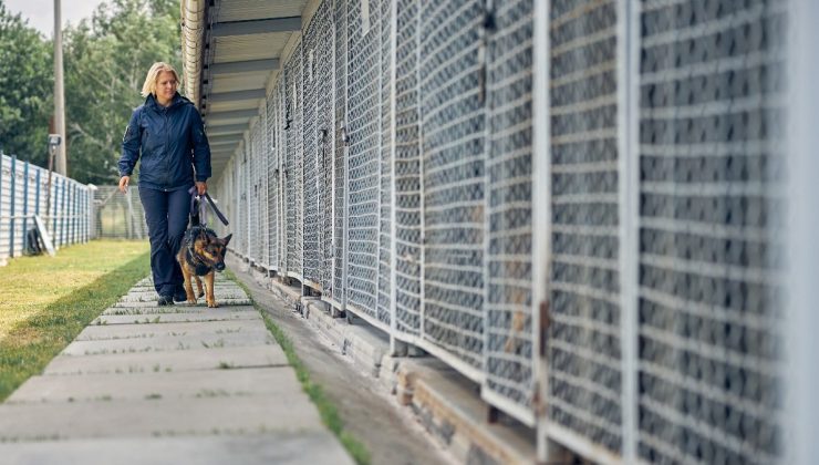 Almanya’yı sokak köpeklerinden kurtaran sistem
